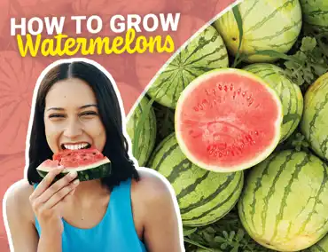 Watermelon Cover