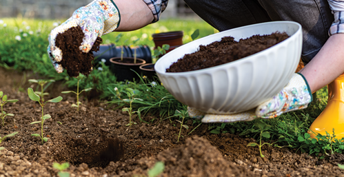 Person holding a bowl of compost and placing compost in garden bed