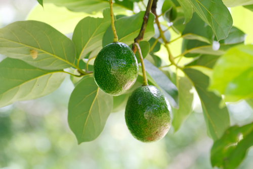 Hanging Avocado seeds