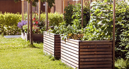 Raised garden beds in a backyard full of vegetable plants