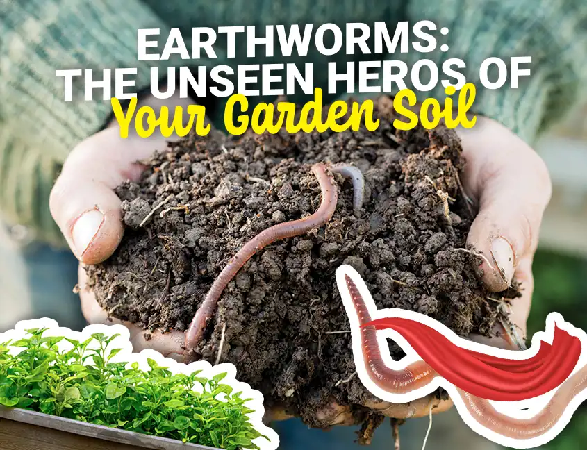 Worms Cover