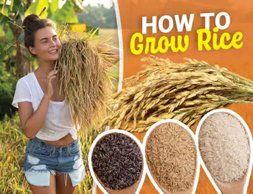Howtogrowrice Cover