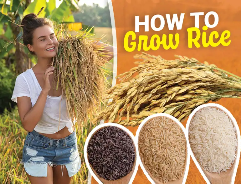 Howtogrowrice Cover