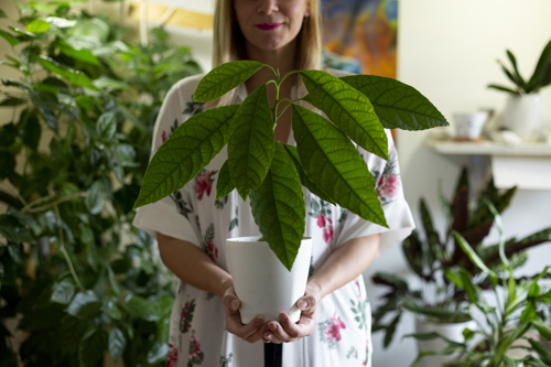 Woman holding avocado plant