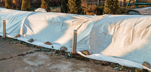 Protect the garlic plants from extreme temperatures