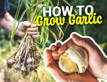 Garlic Cover