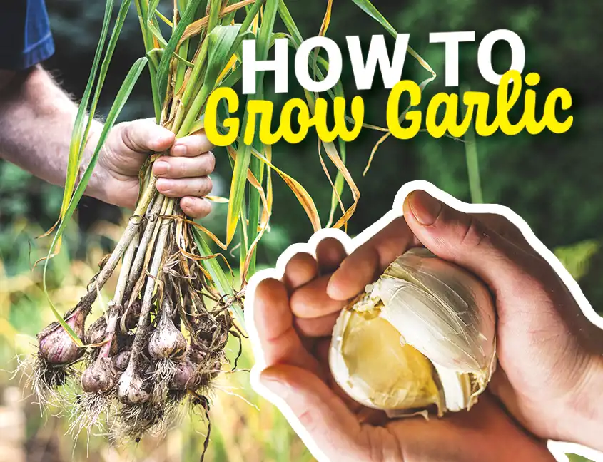 Garlic Cover