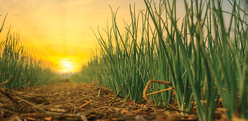 Best Month to Plant Onions