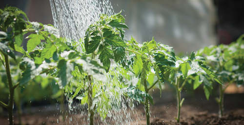 Best Way to Water Your Tomato Plants