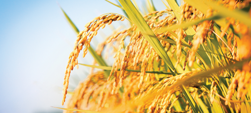Rice thrives in warm, moist climates