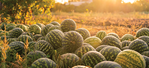 Watermelons need lots of sunshine and warmth