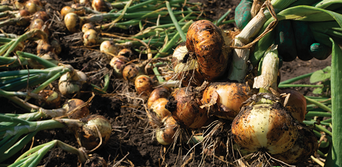 Cure your onions