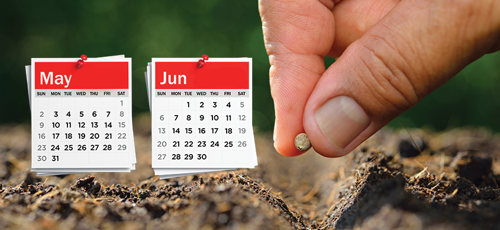 Best Month to Plant Watermelon