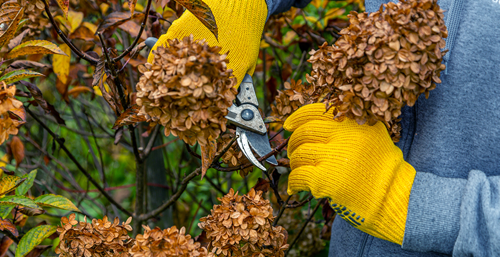 Person wearing yellow gloves pruning a hydrangea bush