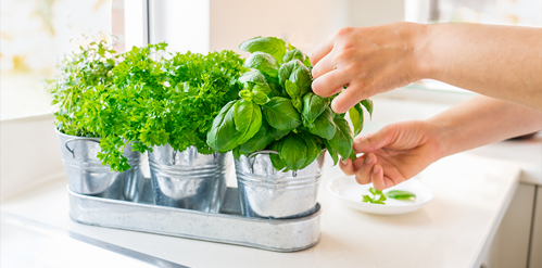 Close up woman's hand picking leaves of basil from small her garden on kitchen counter