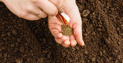 Planting Your Carrots