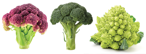 Choose the right variety of Broccoli