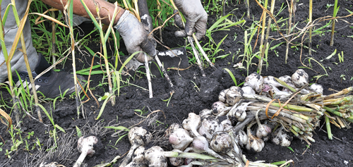 Dig up the garlic with care