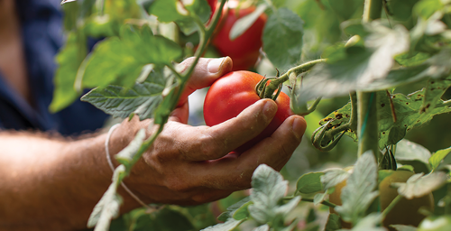 Tomatoes are ready for harvesting when they turn fully red.