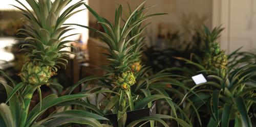 growing a pineapple requires patience
