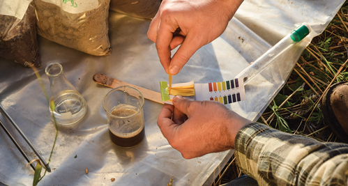 Test the soil pH