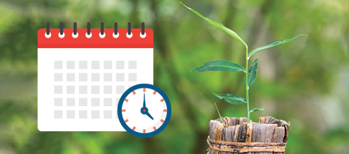 How Long Does it Take to Grow Ginger?
