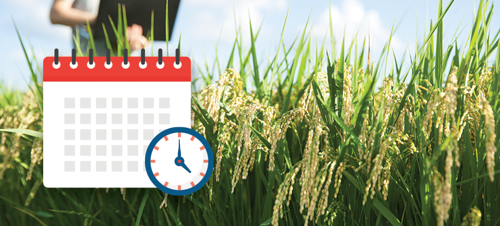 How Long Does it Take Rice to Grow?