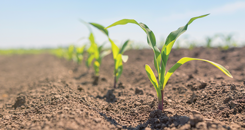 May through June is a good time frame to consider planting Sweet Corn