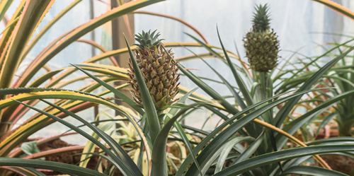 Growing pineapple in Canada?