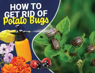 Cover Image (2)