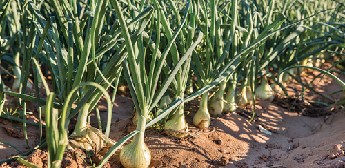 onions will continue to grow if left in the ground
