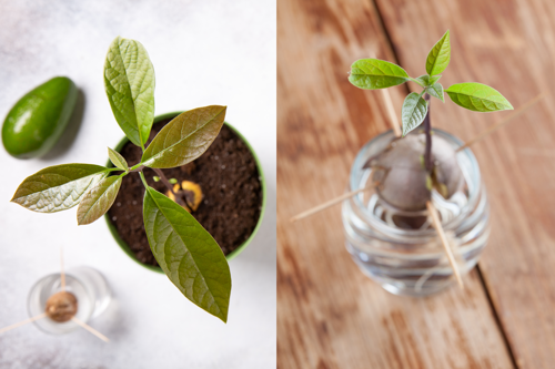Sprouting the Seed