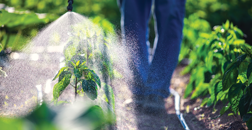 Person spraying chemicals on vegetable garden