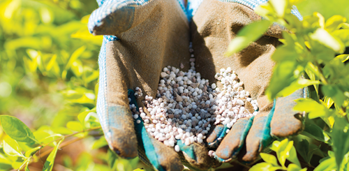 best fertilizer for asparagus