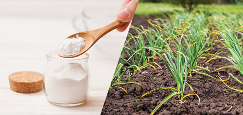 Baking soda is a natural fungicide