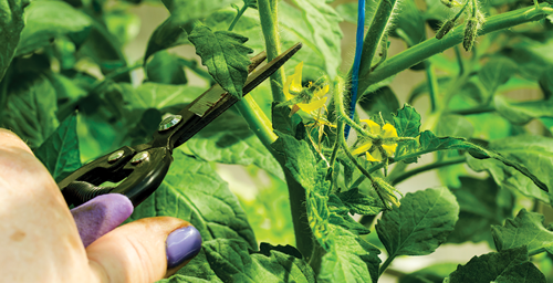 Prune Your Tomato Plants