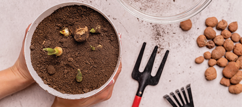 you can grow ginger in pots