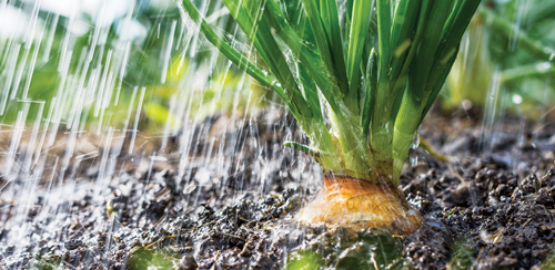 Keep your onions hydrated