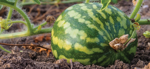 give the melon a gentle thump