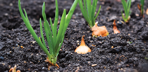 Thin your onions