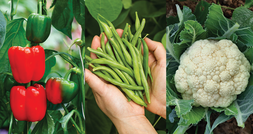 What not to plant close to Sweet Corn
