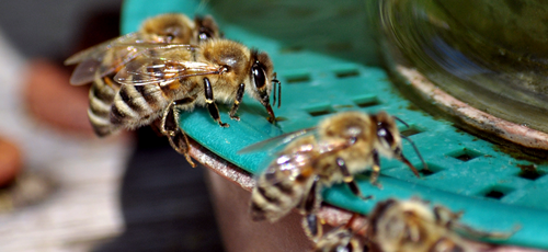 Bees drinking from a dish of water