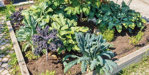 Small landscaped vegetable garden with kale growing