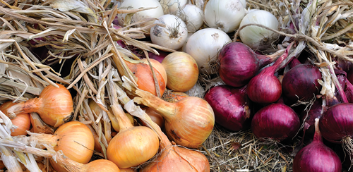 Choose Onions