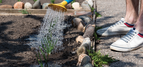Water the garlic plants regularly