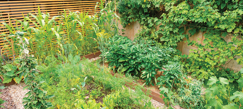 Backyard vegetable garden full of growing vegetables