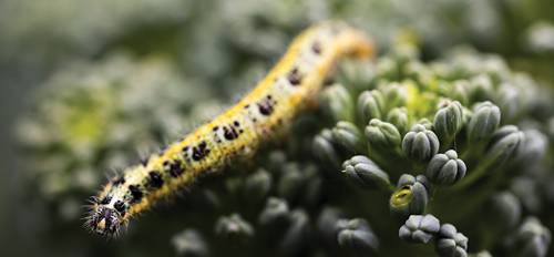 Managing pests and diseases