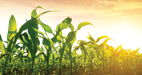 How long does it take for a sweet corn plant to grow?