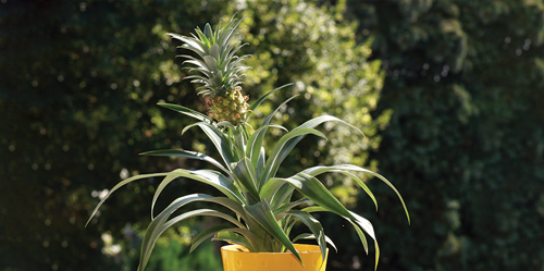 Late spring or early summer Pineapples